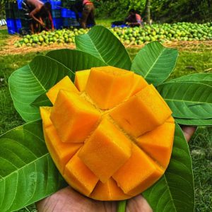 হিমসাগর আম ২৪ কেজি